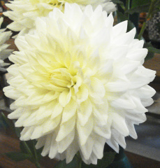 Dahlia ' B. J.  BEAUTY '  M.D.)  Clarke  UK  1976  High Wycombe Show 2014  (David Bates)